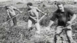 Kibbutzniks, circa 1950: Utopia, or 'Lord of the Flies'?