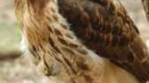 Was that red-tailed hawk a predator or a victim?