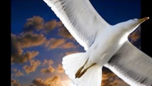 He soars, all right, but where's his family?
