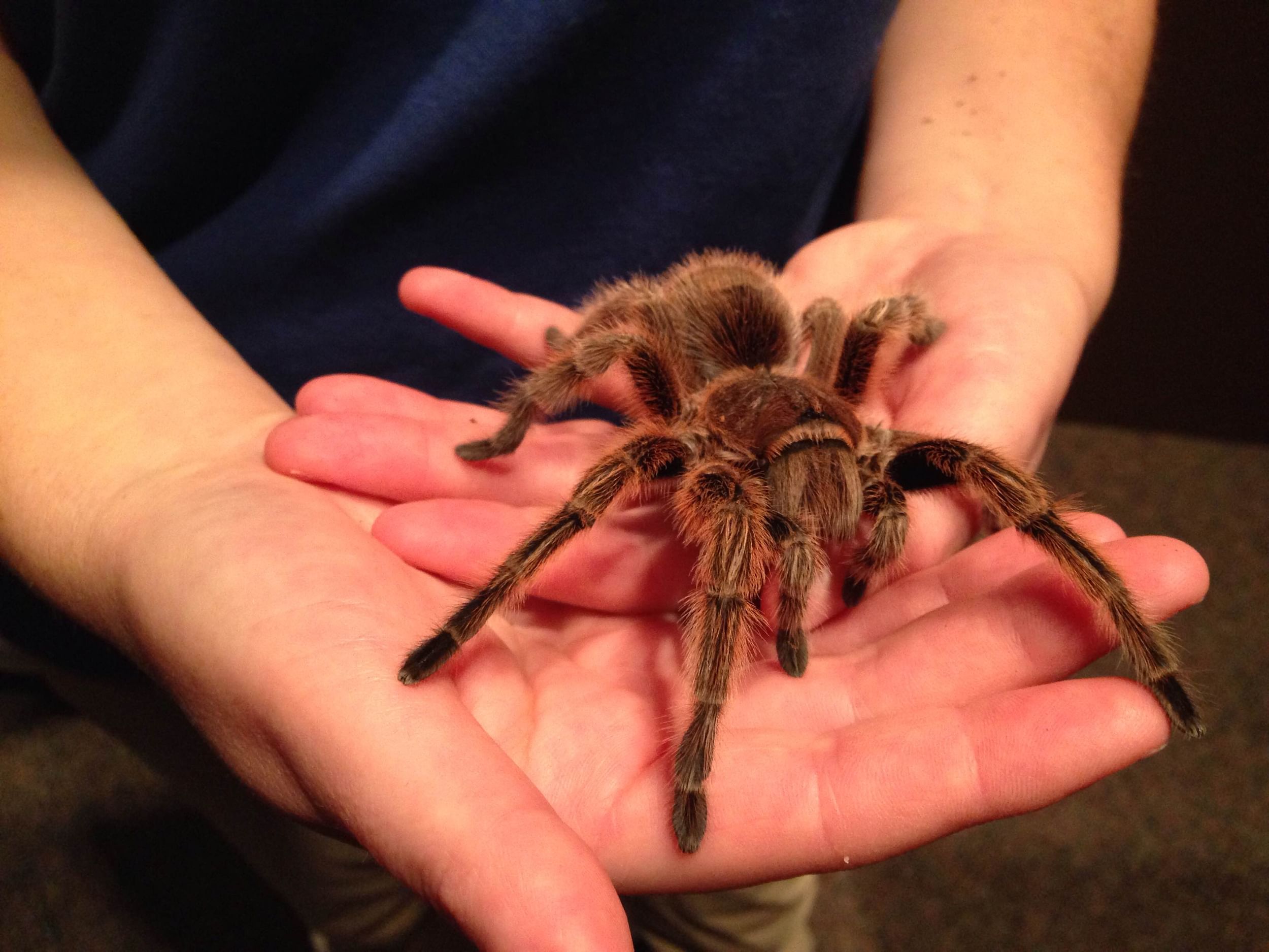 Karen Verderame of the ANSP holds Indy, a Rose Hair tarantula. (Photo by Alaina Mabaso)