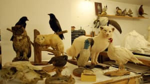 The author's studio